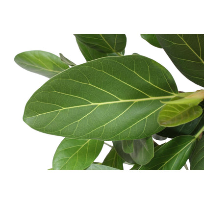 Ficus Benghalensis vertakt - 140 cm - Forest Plants