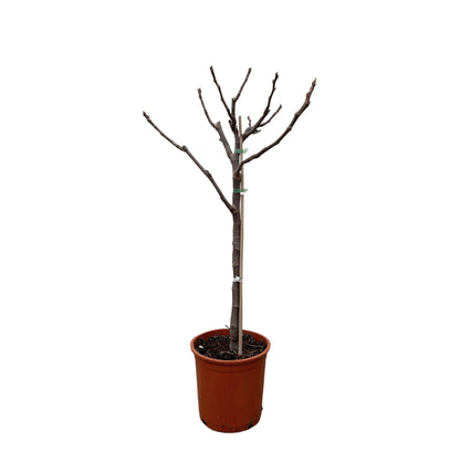 Ficus Carica op stam - 100 cm - Forest Plants