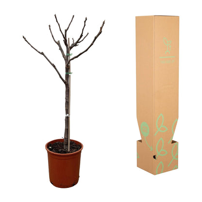 Ficus Carica op stam - 100 cm - Forest Plants