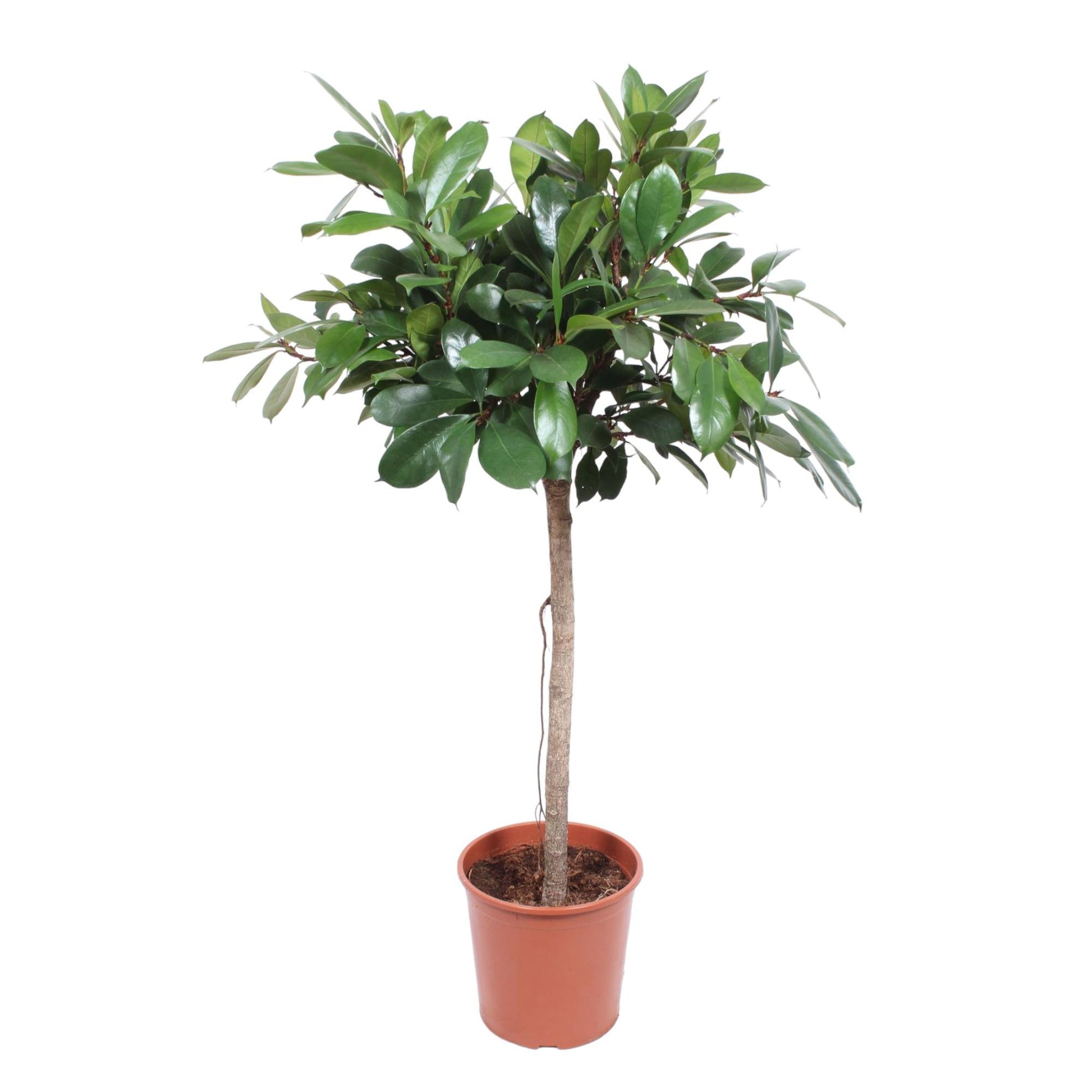 Ficus Cyathistipula boom - 150 cm - Forest Plants