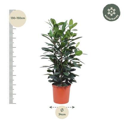 Ficus Cyathistipula struik - 140 cm - Forest Plants