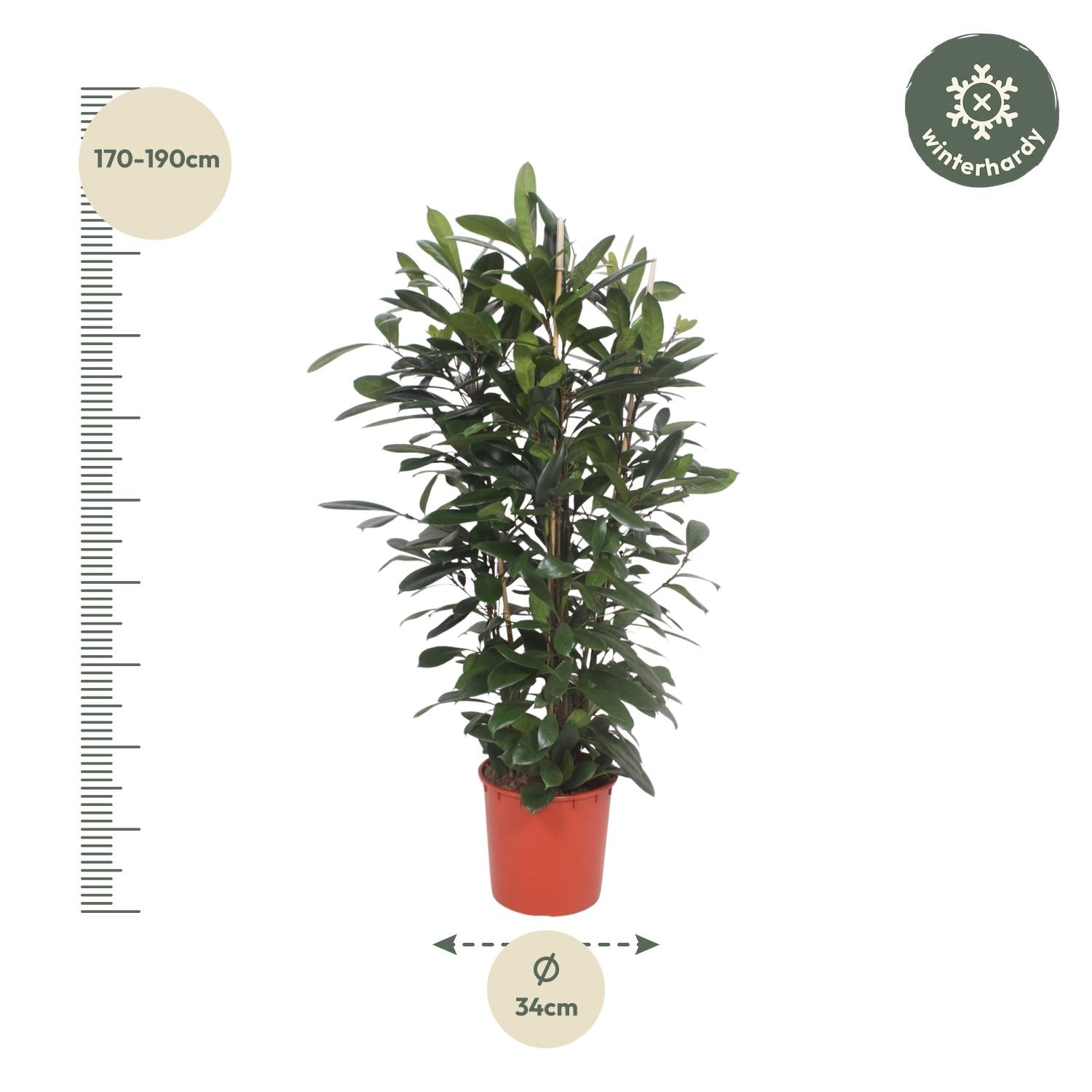 Ficus Cyathistipula struik - 180 cm - Forest Plants
