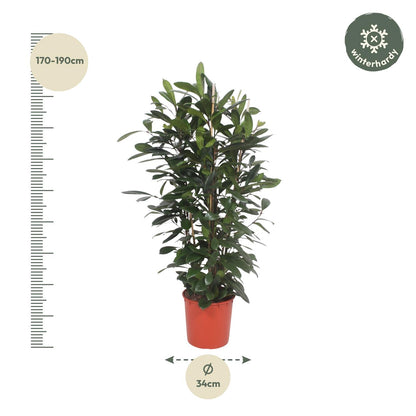 Ficus Cyathistipula struik - 180 cm - Forest Plants