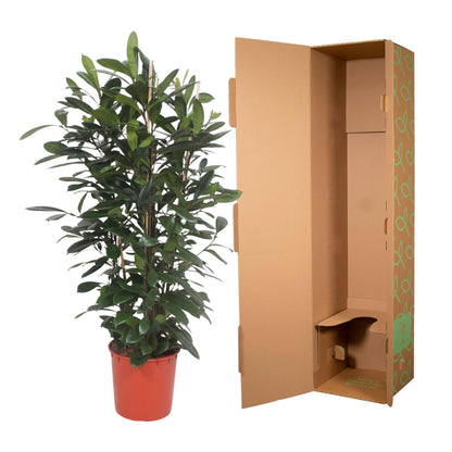 Ficus Cyathistipula struik - 180 cm - Forest Plants