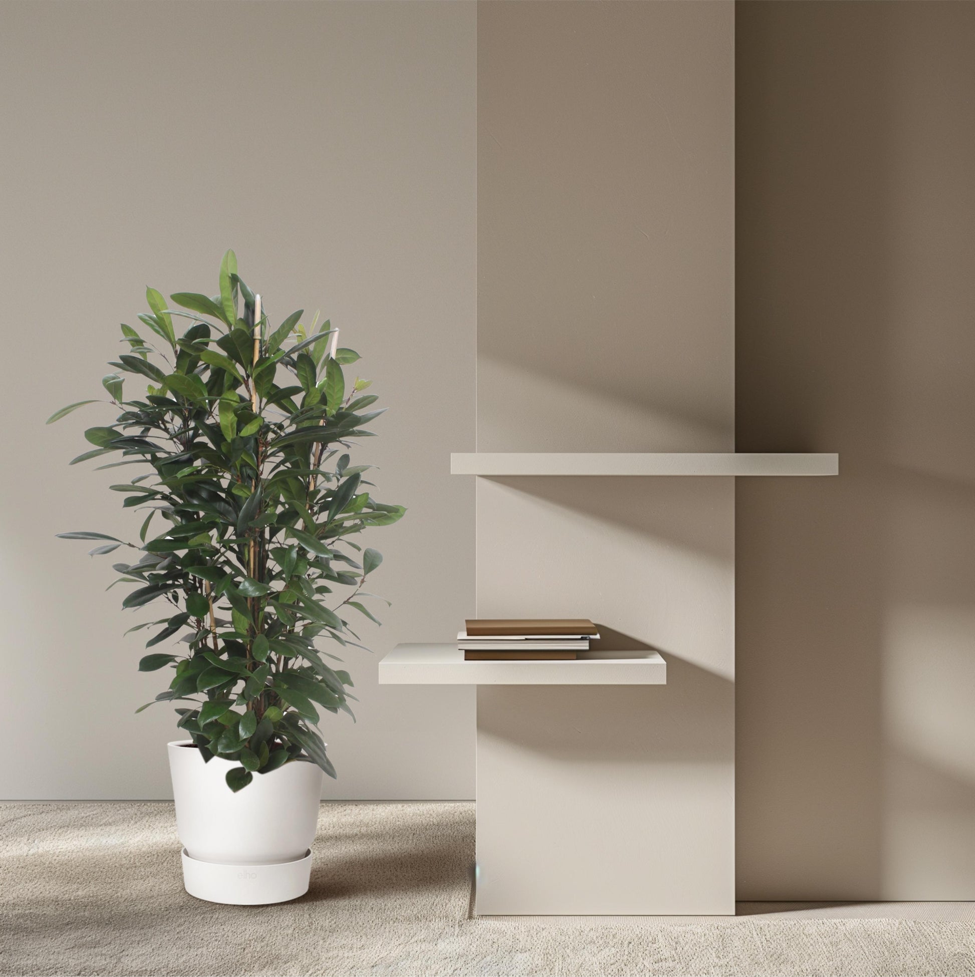 Ficus Cyathistipula struik - 180 cm - Forest Plants