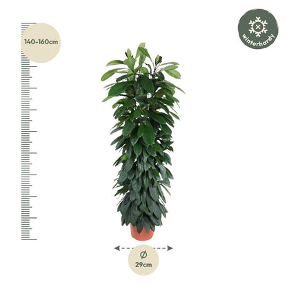 Ficus Cyatistipula zuil - 150 cm - Forest Plants