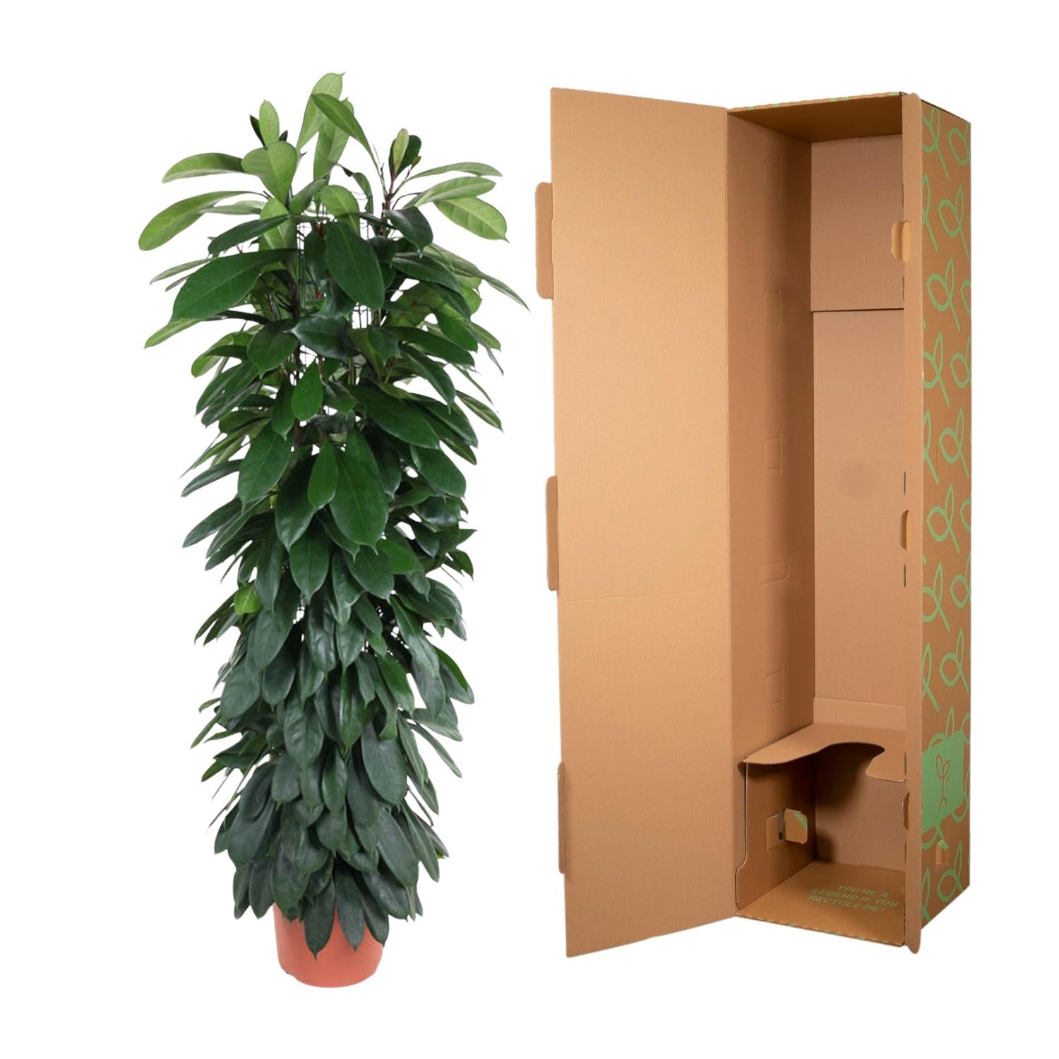 Ficus Cyatistipula zuil - 150 cm - Forest Plants