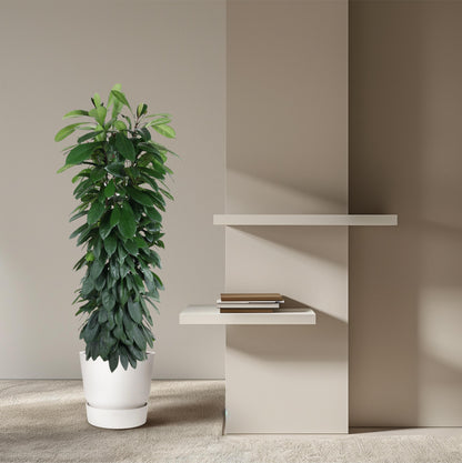 Ficus Cyatistipula zuil - 150 cm - Forest Plants