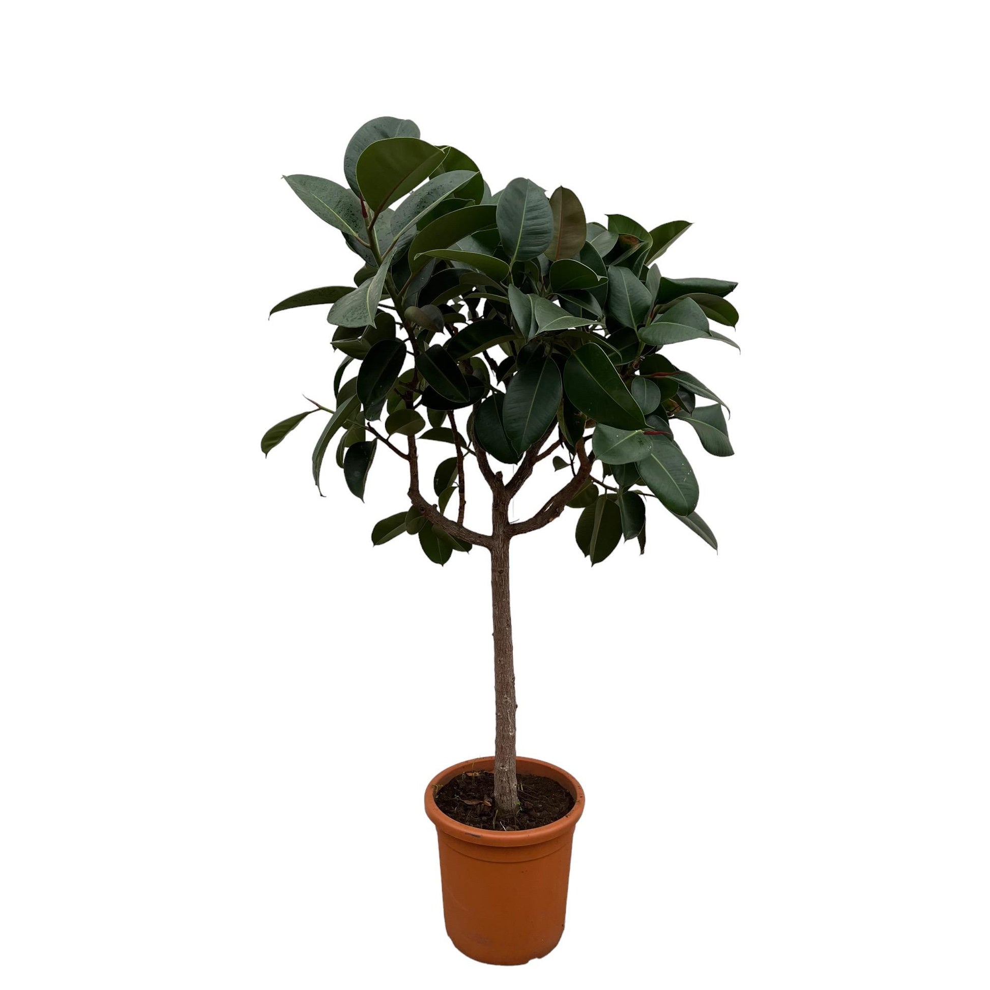 Ficus Elastica Robusta op stam - 190 cm - Forest Plants