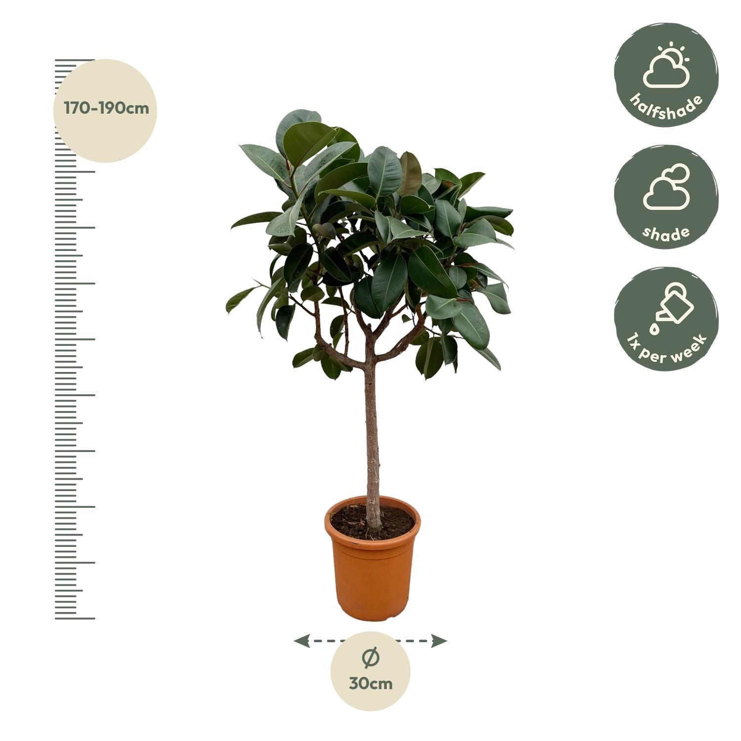 Ficus Elastica Robusta op stam - 190 cm - Forest Plants