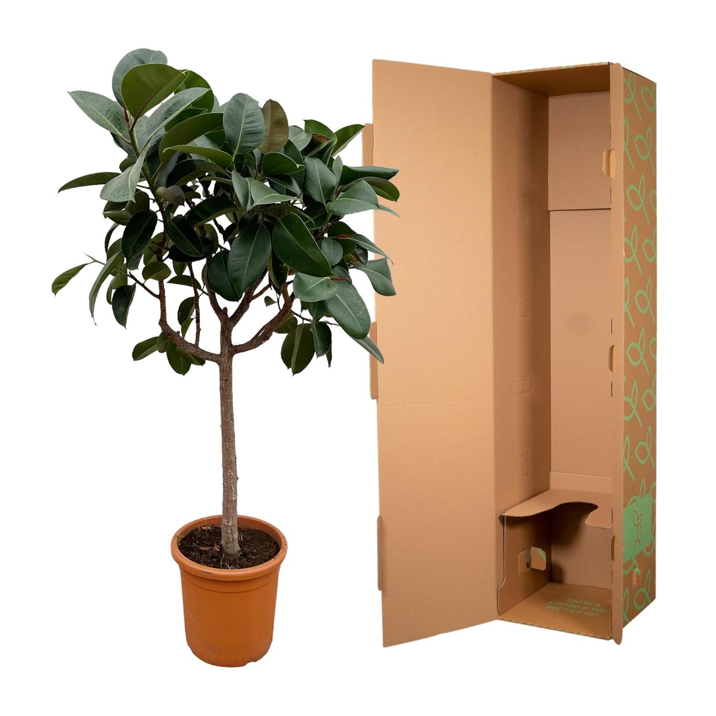 Ficus Elastica Robusta op stam - 190 cm - Forest Plants