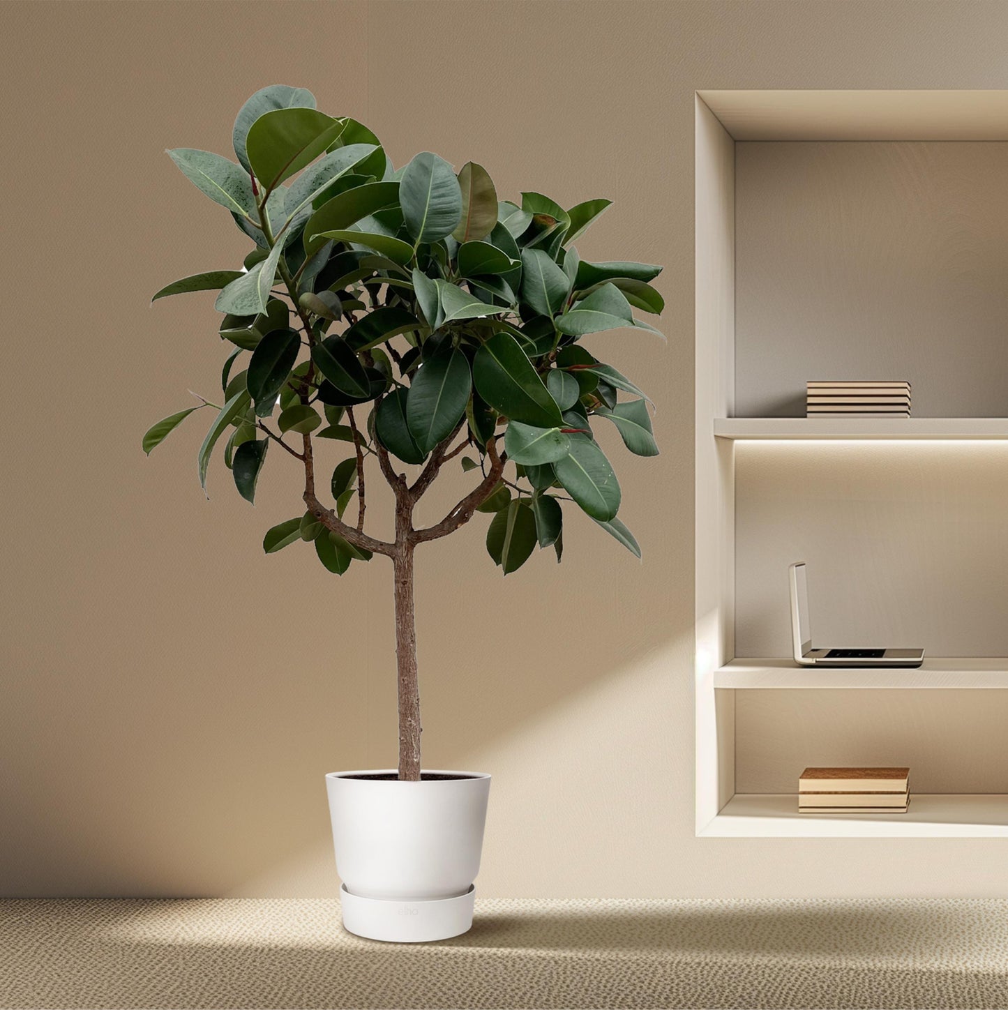 Ficus Elastica Robusta op stam - 190 cm - Forest Plants