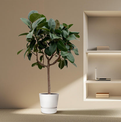 Ficus Elastica Robusta op stam - 190 cm - Forest Plants