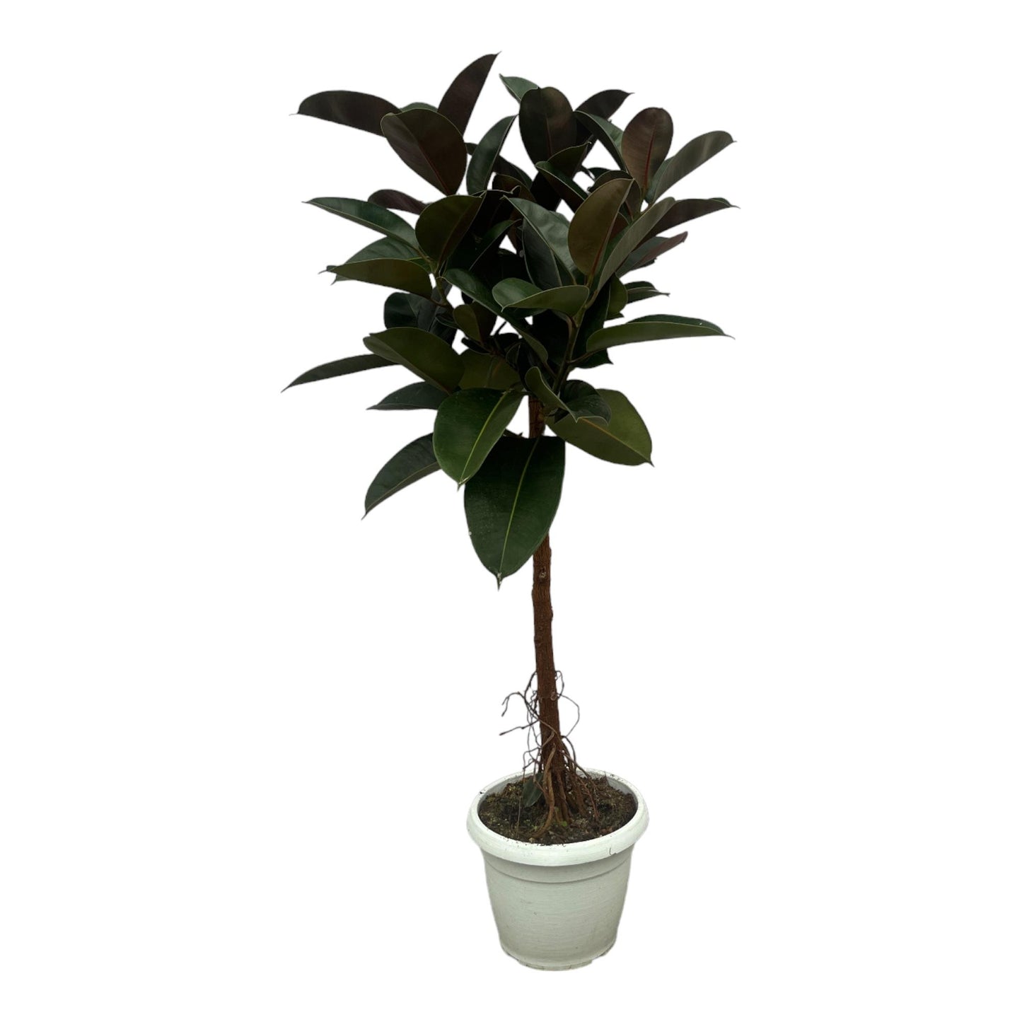 Ficus Elastica Robusta stam - 140 cm