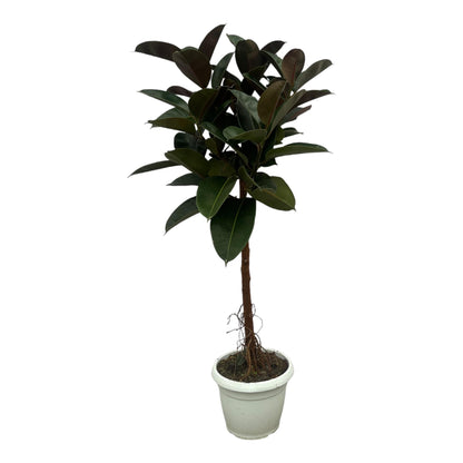 Ficus Elastica Robusta stam - 140 cm