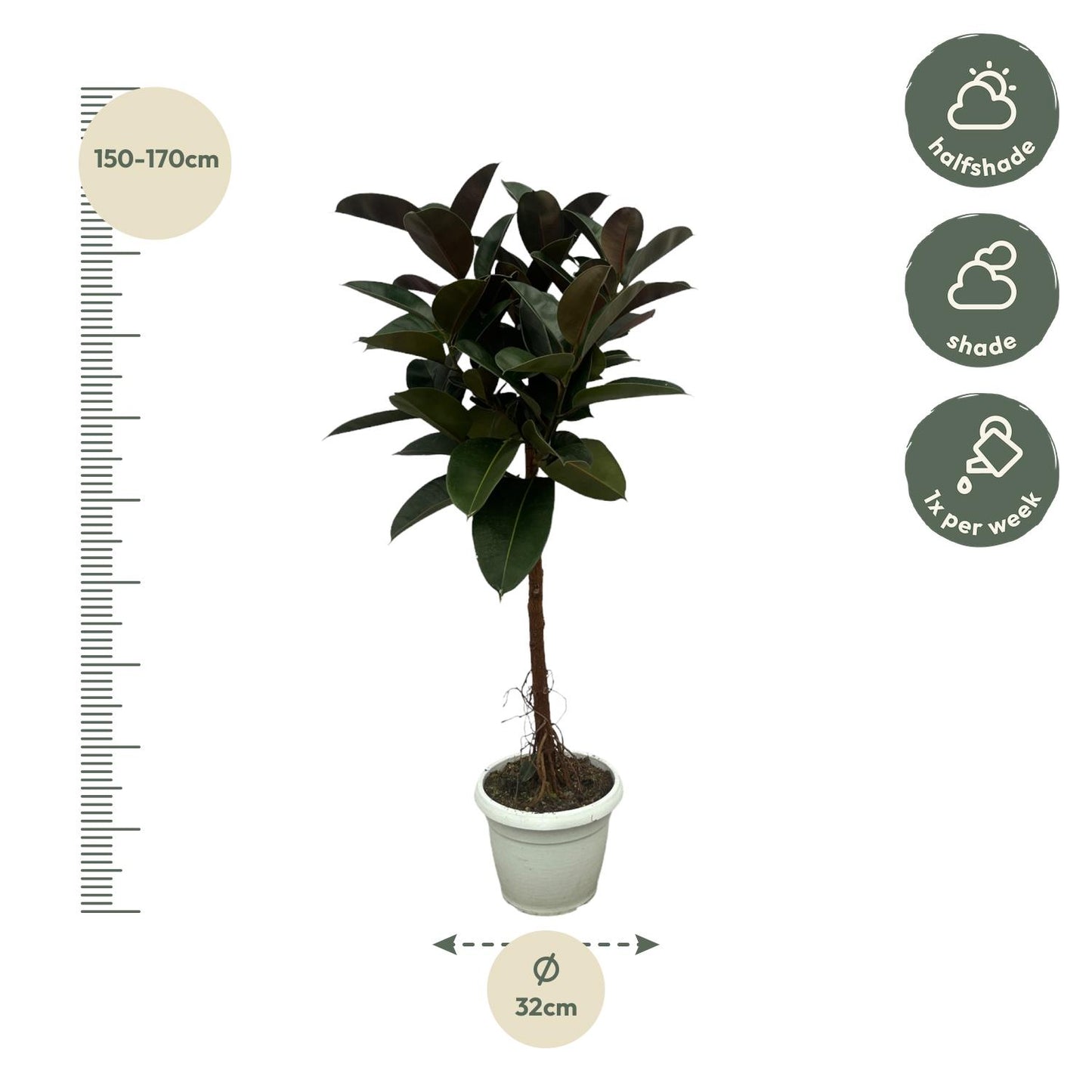 Ficus Elastica Robusta stam - 140 cm