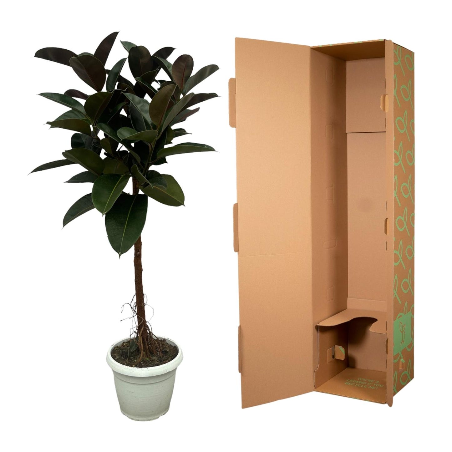 Ficus Elastica Robusta stam - 140 cm