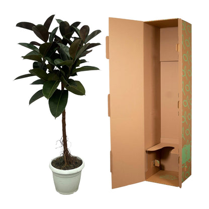 Ficus Elastica Robusta stam - 140 cm
