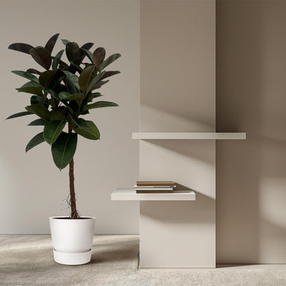 Ficus Elastica Robusta stam - 140 cm