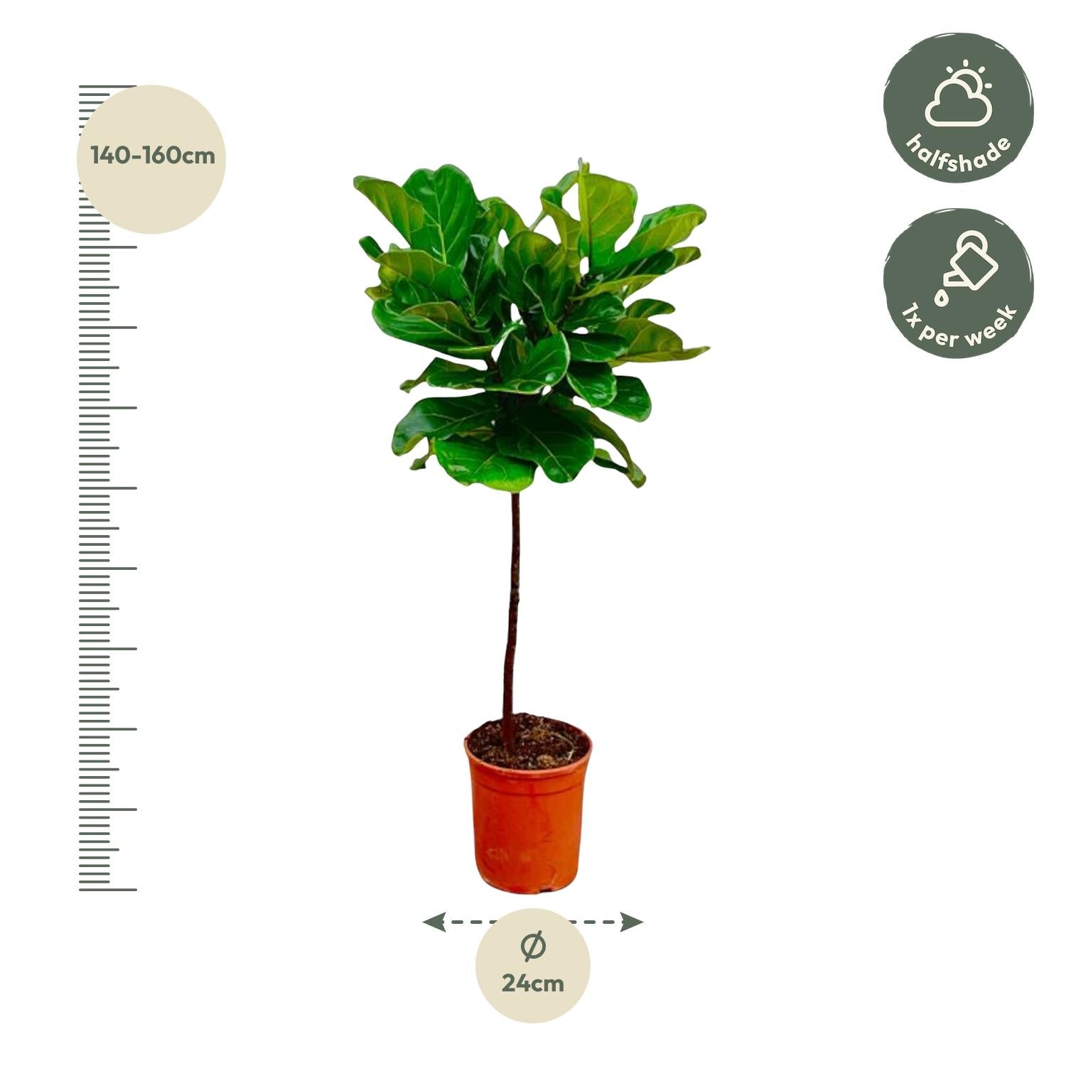 Ficus Lyrata stam - 130 cm - Forest Plants
