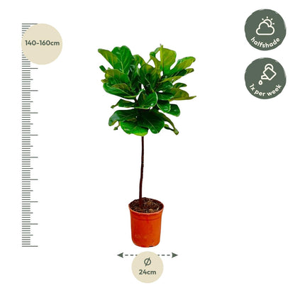 Ficus Lyrata stam - 130 cm - Forest Plants