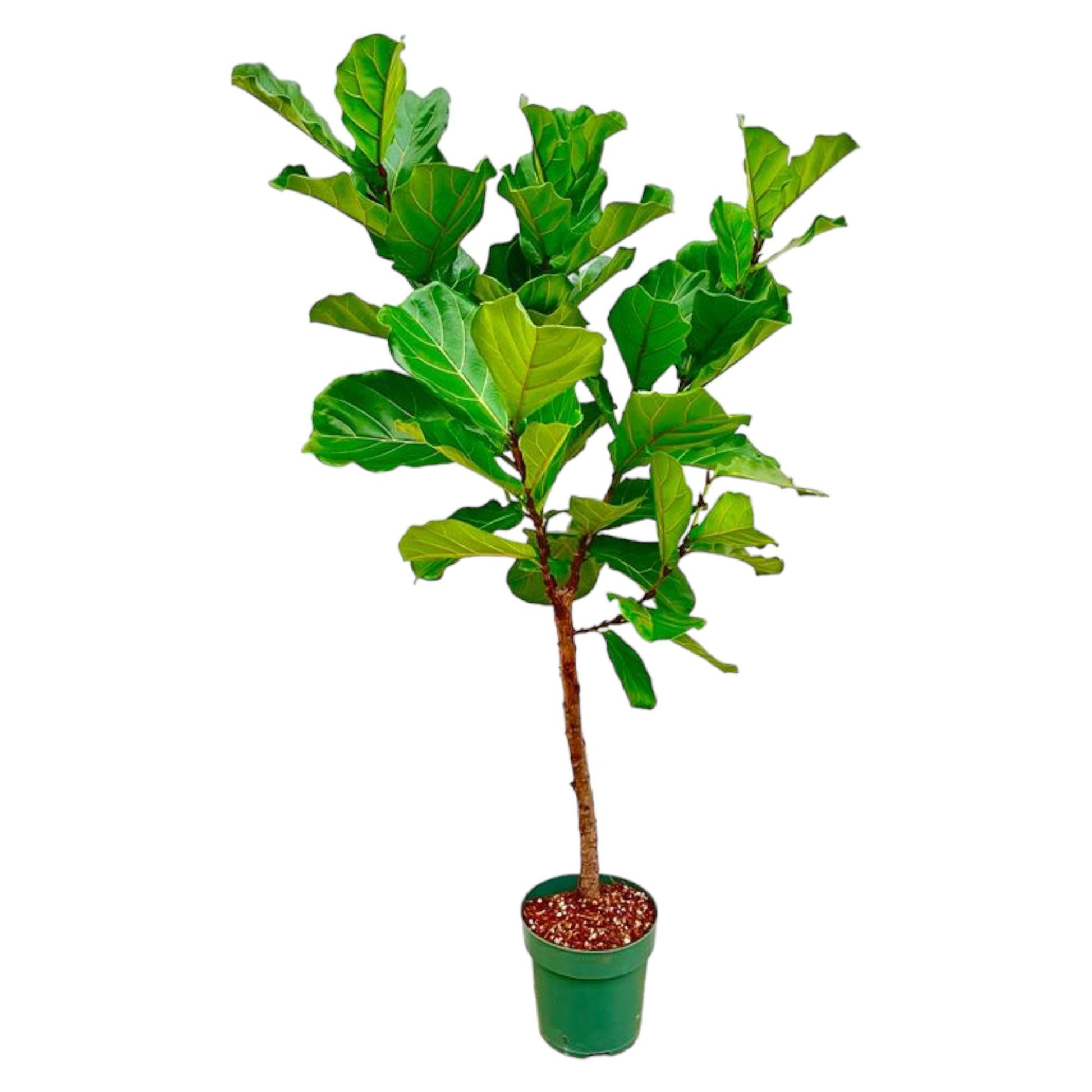 Ficus Lyrata stam  - 170 cm - Forest Plants