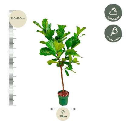 Ficus Lyrata stam  - 170 cm - Forest Plants