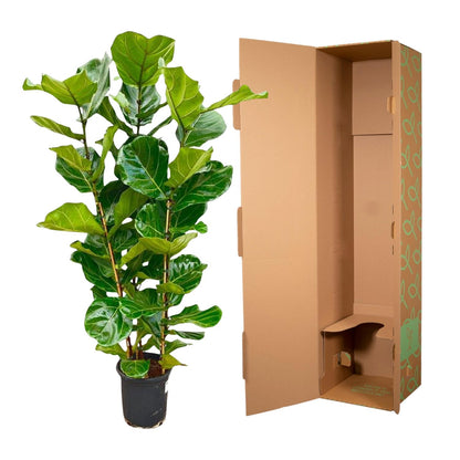 Ficus Lyrata struik - 155 cm