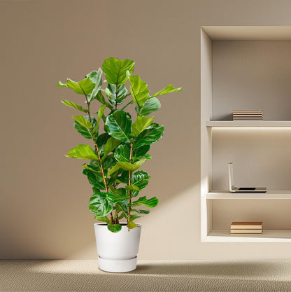 Ficus Lyrata struik - 155 cm