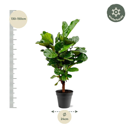 Ficus Lyrata vertakt - 140-160cm - Forest Plants