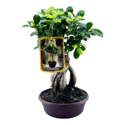 Ficus Microcarpa Ginseng - 30 cm