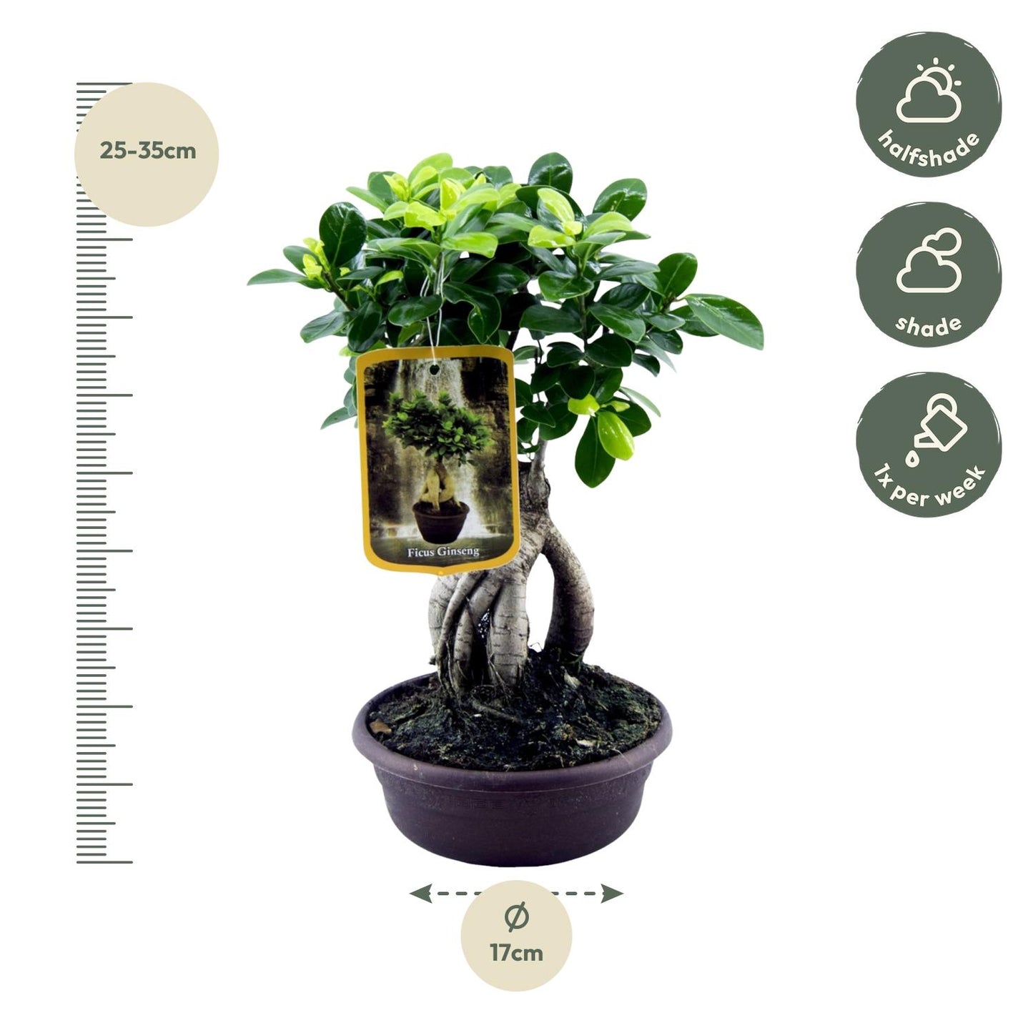 Ficus Microcarpa Ginseng - 30 cm