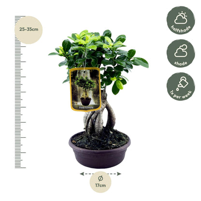 Ficus Microcarpa Ginseng - 30 cm