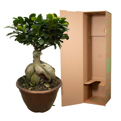 Ficus Microcarpa Ginseng - 50 cm