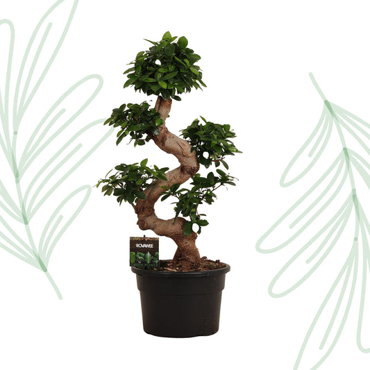Ficus Microcarpa Ginseng - 80 cm