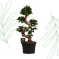 Ficus Microcarpa Ginseng - 80 cm