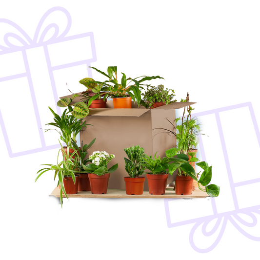 Groene Kneusjesbox (12 stuks)