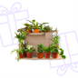 Groene Kneusjesbox (12 stuks)