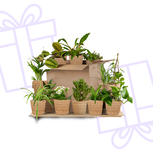 Groene Kneusjesbox (12 stuks) - incl. 12 x mand Sofia