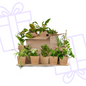 Groene Kneusjesbox (12 stuks) - incl. 12 x mand Sofia
