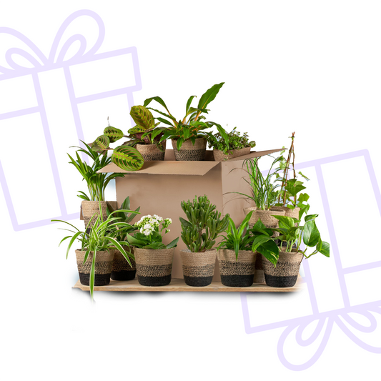 Groene Kneusjesbox (12 stuks) - incl. 12 x pot Lissabon zwart
