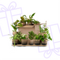 Groene Kneusjesbox (12 stuks) - incl. 12 x pot Lissabon zwart