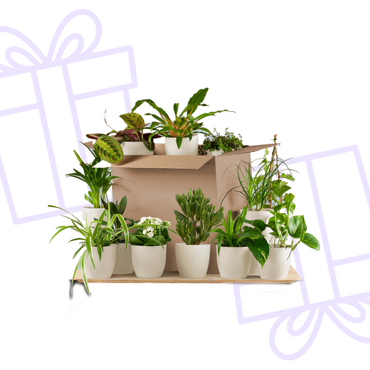 Groene Kneusjesbox (12 stuks) - incl. 12 x pot Viber wit