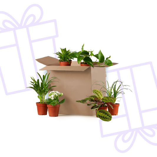 Groene Kneusjesbox (6 stuks)