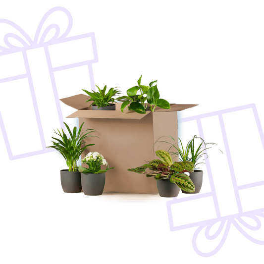 Groene Kneusjesbox (6 stuks) - incl. 6 x pot Viber zwart