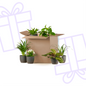 Groene Kneusjesbox (6 stuks) - incl. 6 x pot Viber zwart