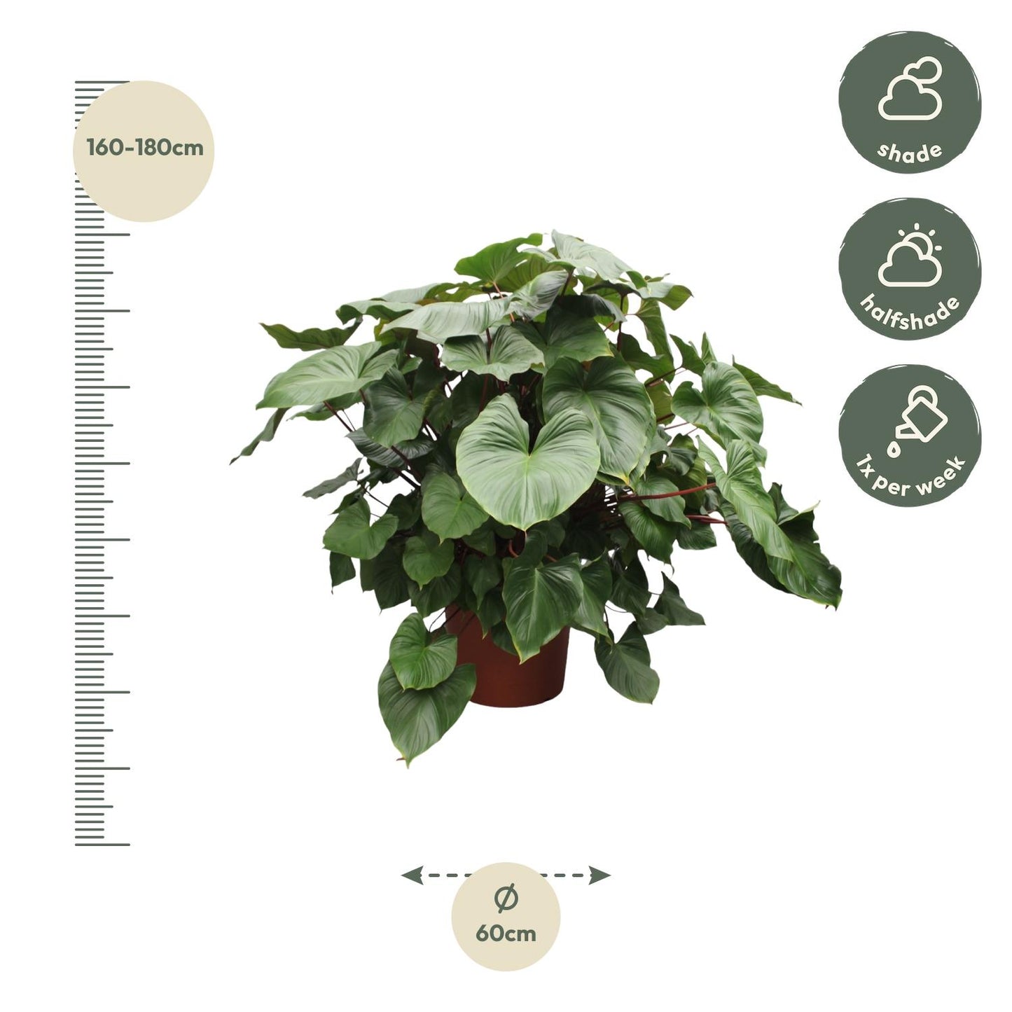 Homalomena Rubescens Maggy - 170 cm - Forest Plants