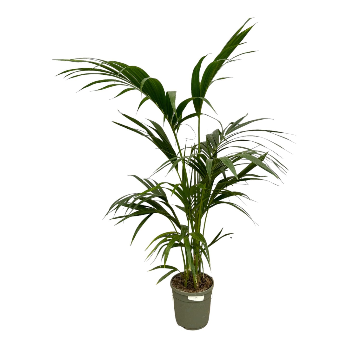 Kentia Palm - 130 cm