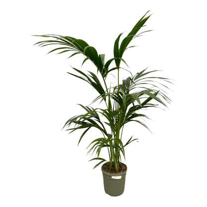 Kentia Palm - 130 cm