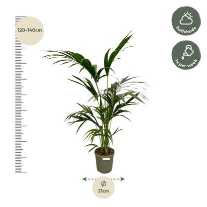 Kentia Palm - 130 cm
